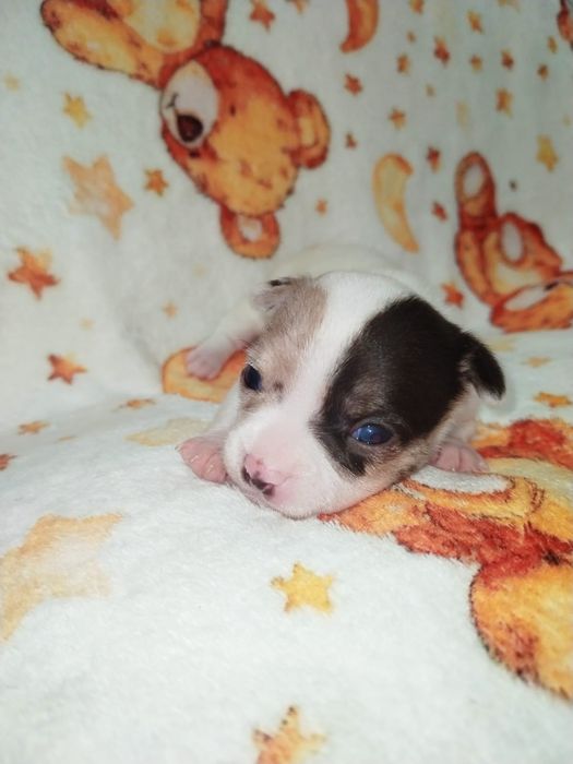 Fêmea Chihuahua pêlo curto