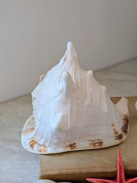 Duża muszla Cassis cornuta