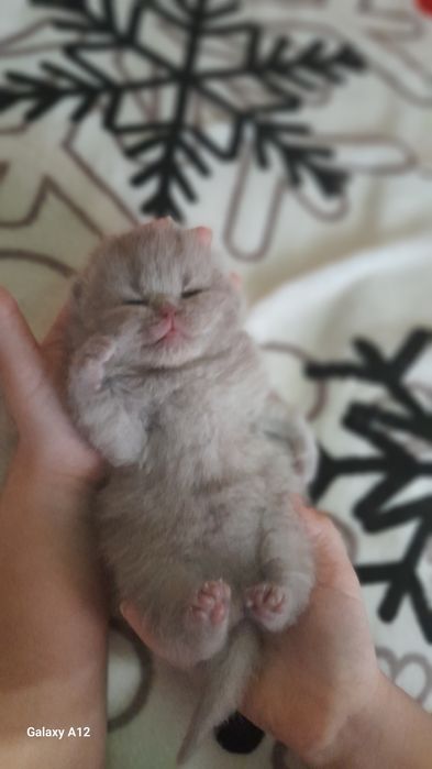 Британские котята