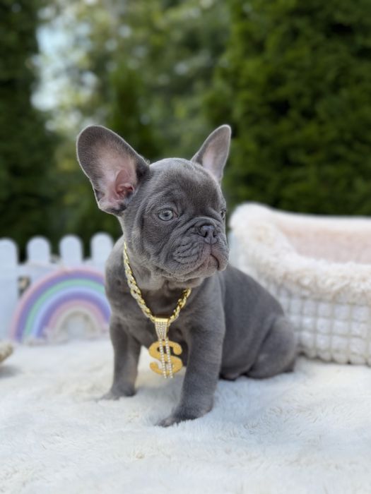 Buldog francuski piesek lilac tan