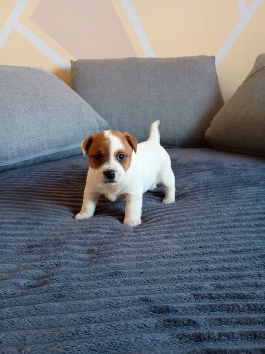 Jack Russell terrier Szczeniak