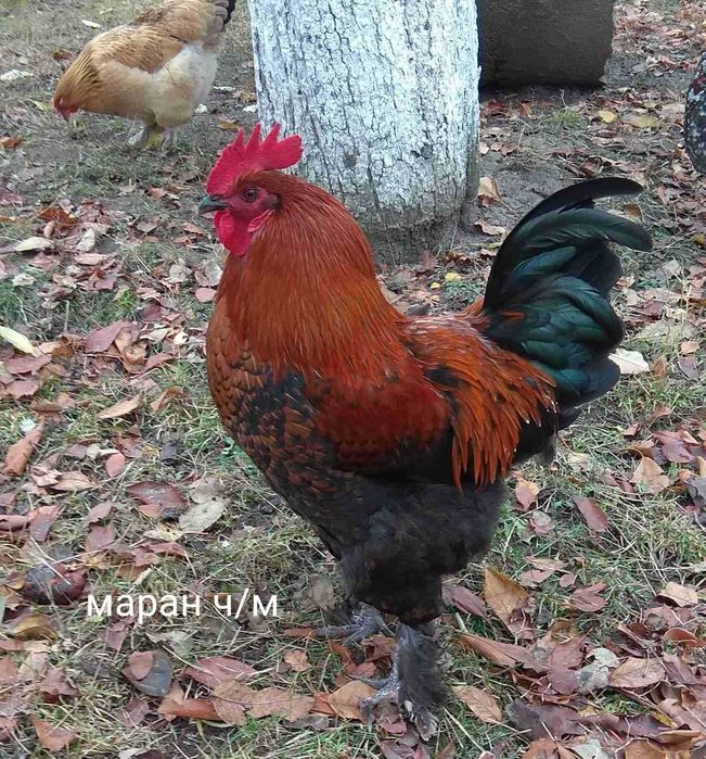 Півні чистих порід: Маран Ч/М, Віандот срібло, Фавероль.