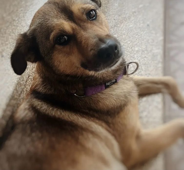 Cadelinha para adoção responsável