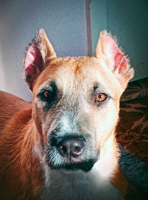 Отдам, метис питбуля и стаффа