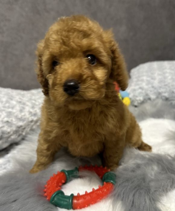 Пуделята  симпатюльки