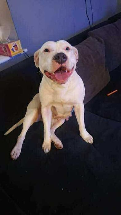 ROKSI pies amstaff suczka adopcja