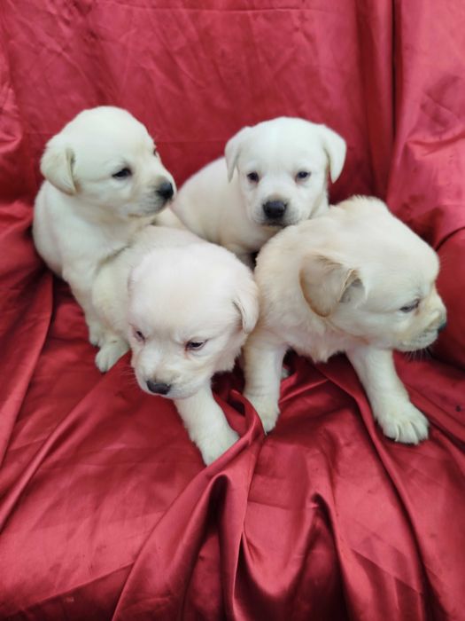 Labrador Retriever piesek tel.-5.7.5.3.0.2.0.3.9.