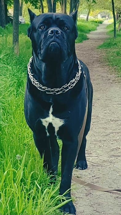 Кобель Cane Corso для вязки
