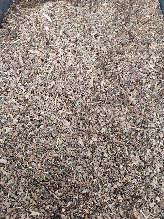 Kora Sosnowa  Ogrodowa