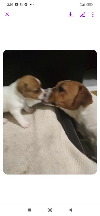 Джек Рассел тер'єр