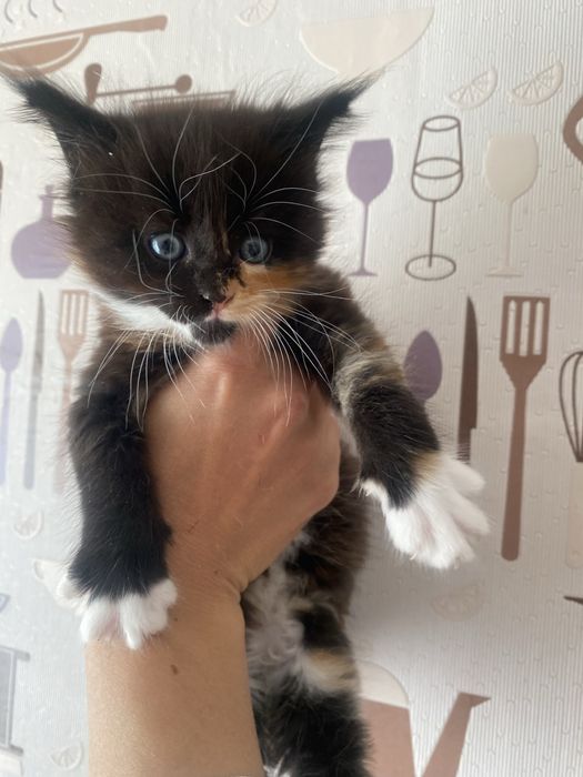 Котята мейн кун девочки