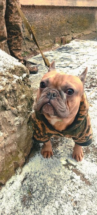 Французький бульдог на в'язку