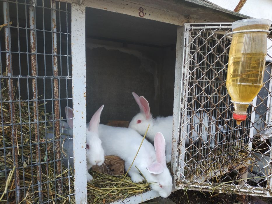 Продаються кролі Термонці