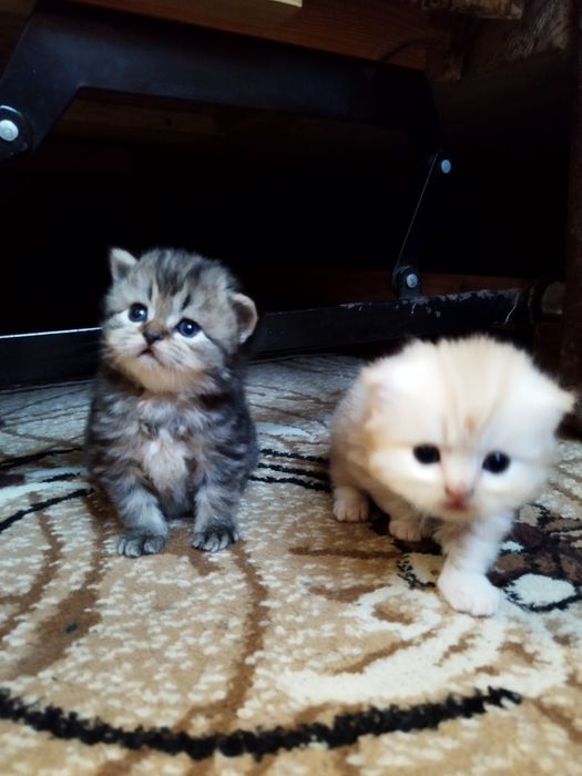 Котик приглашает на вязку.