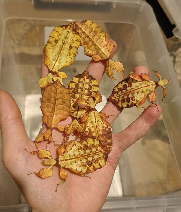 Liściec phyllium letiranti jaja