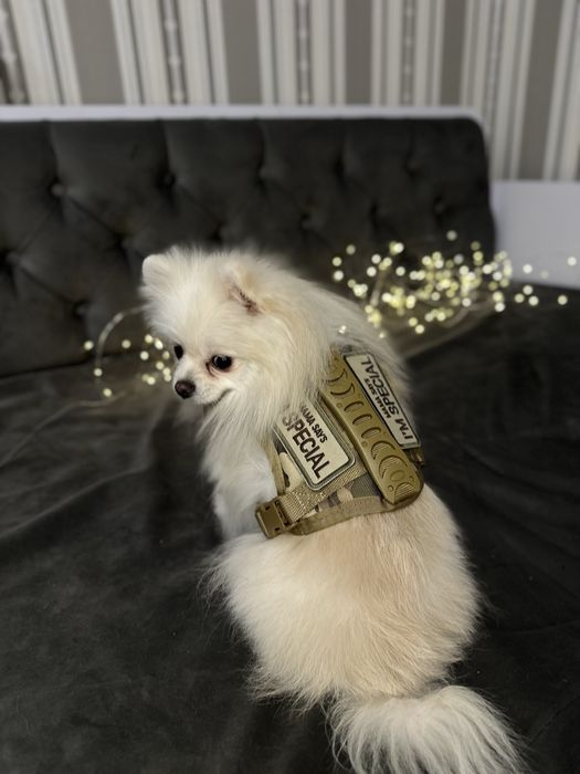 Военная шлейка для собак с шевронами