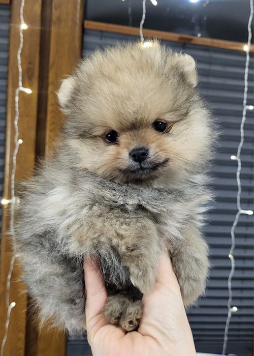 Pomeranian boo ,szpic miniaturowy,  600gr