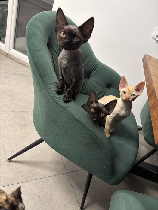Kotek Devon Rex z rodowodem