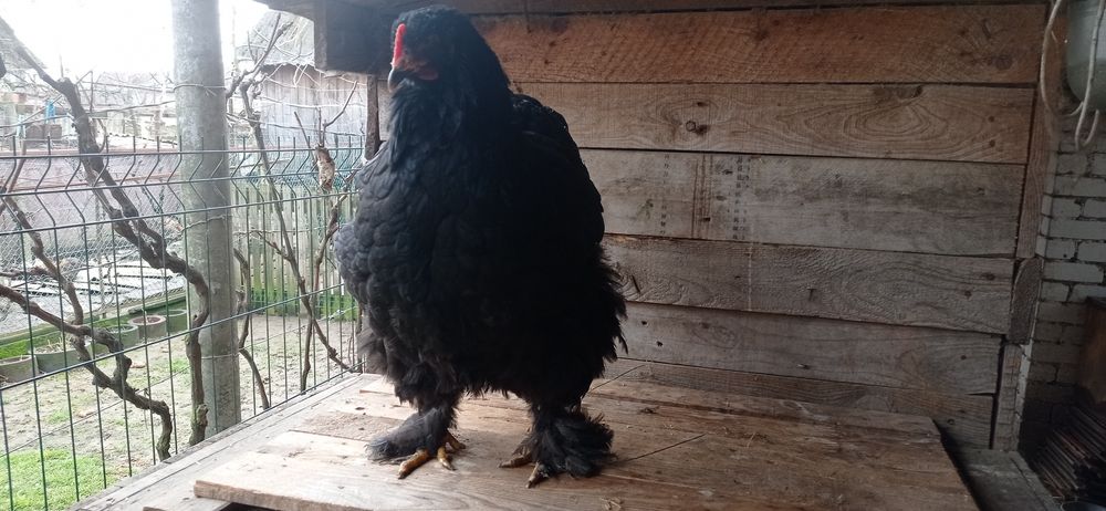 Кури та півники чорного кохінхіна