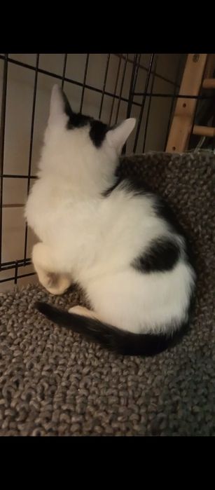 Mały kocurek szuka domu niewychodzącego