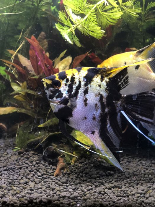 Sprzedam dorosłe zdrowe skalary