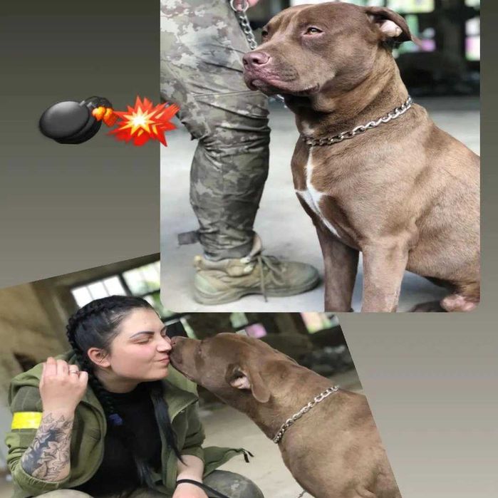 Шукаемо дівчинку для пітбуля