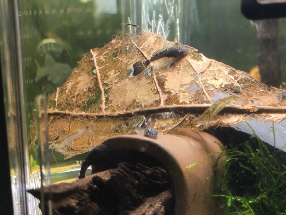 Ancistrus SP Long Fin 3cm
