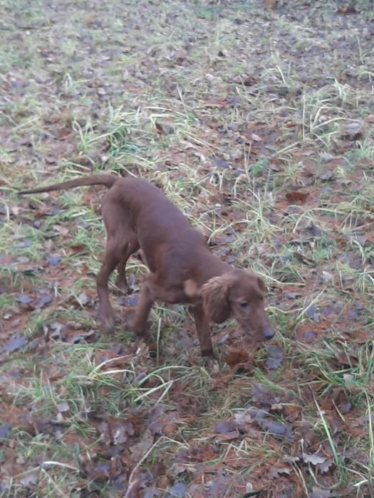 Seter irlandzki mahoniowy