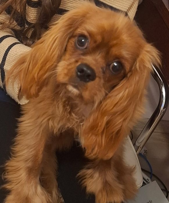 Cavalier King Charles Spaniel