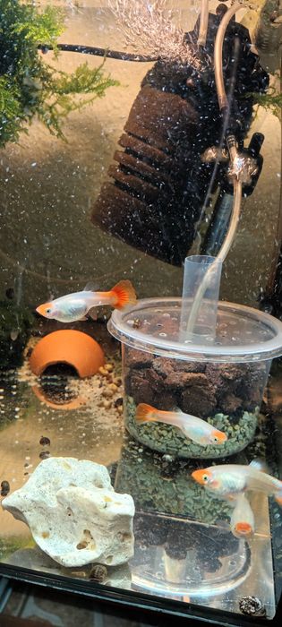 Gupik koi Golden koi