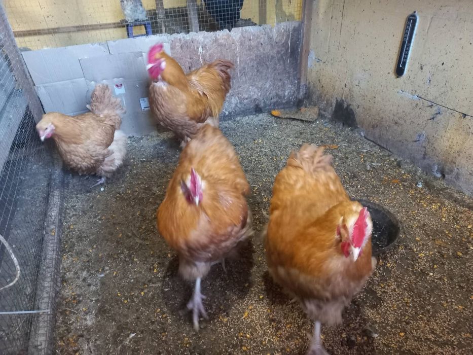 Декоративні кури