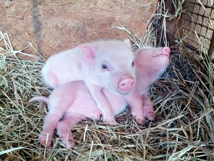 Продаю свиней ,не дорого