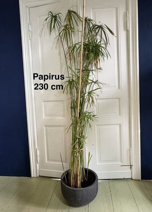 gigantyczny papirus cibora 230 cm