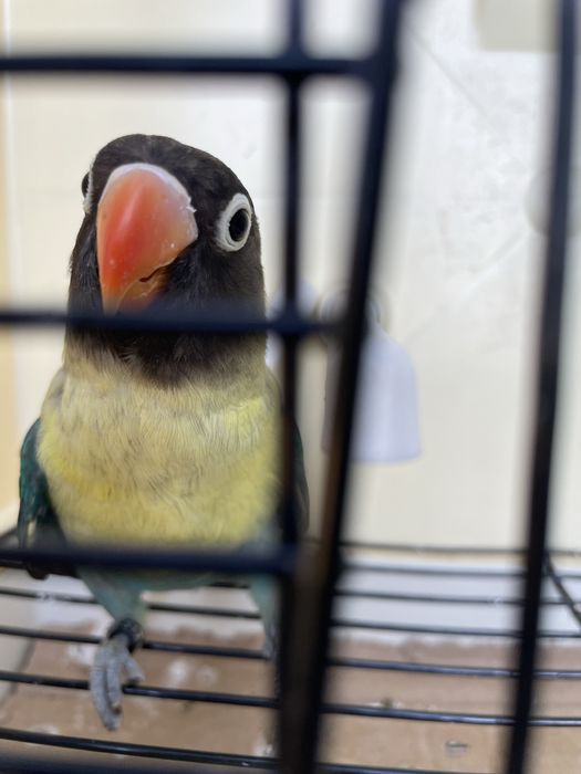 Agapornis personatas