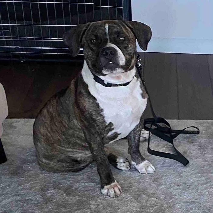 Сильний та гарний пес в надійні і відповідальні руки!