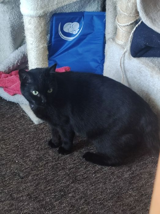 Czarna mama i dzieciaki