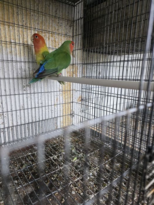 Agapornis Long  Feather