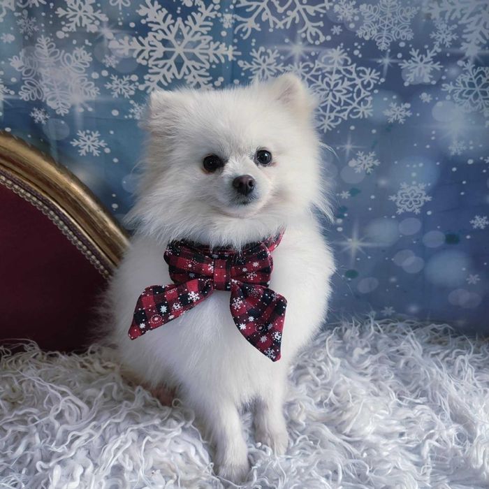 Szpic miniaturowy > młody samiec /paszport/szczepienia/kwarantanna .