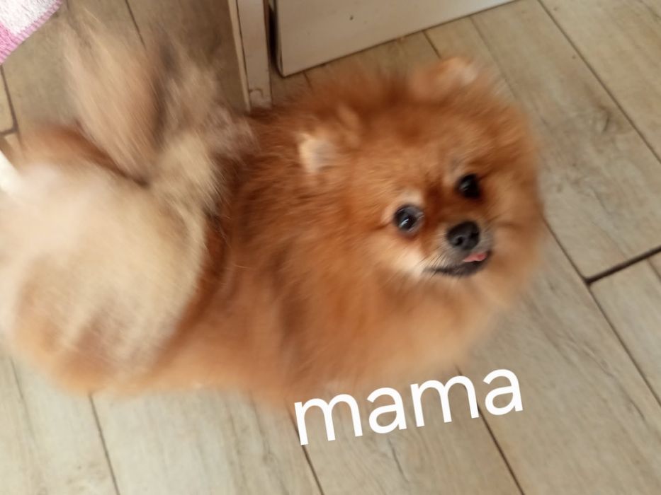 Piękny chłopak pomerianian