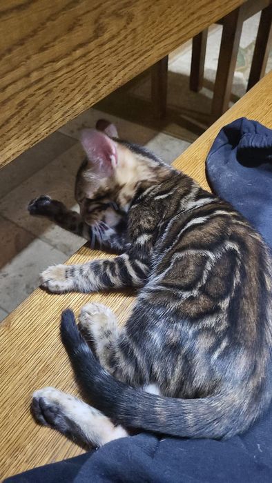 Bengal, bengalski  . Kot Rodowód