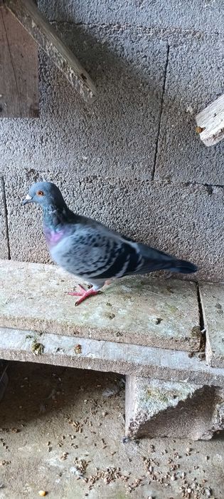Pombos Correios