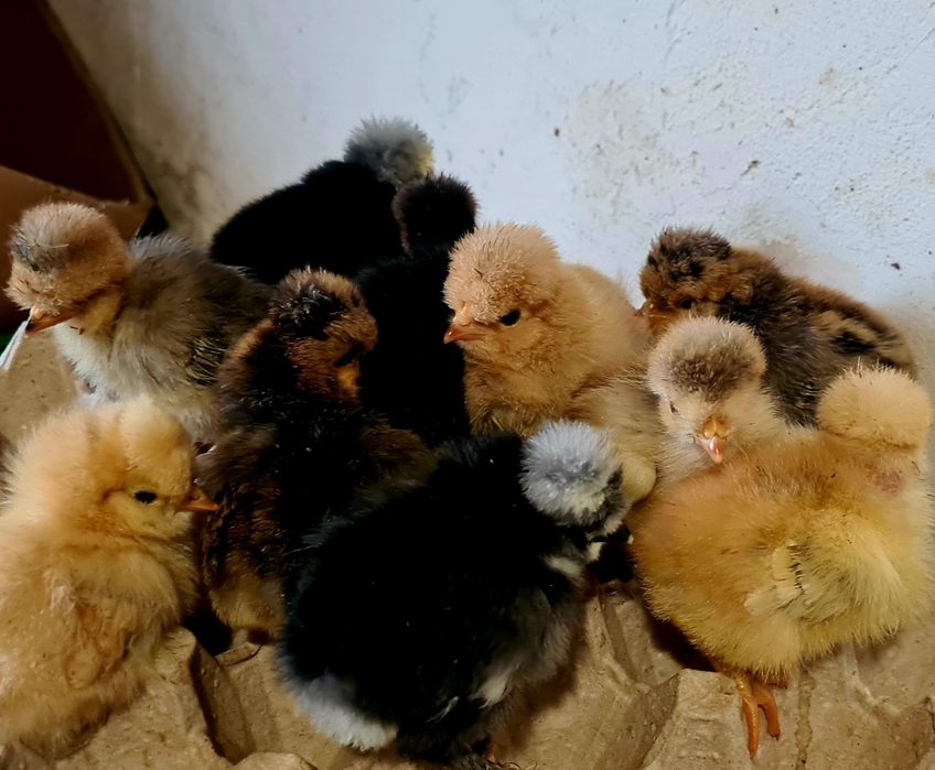 Яйце інкубаційне від домашніх курей