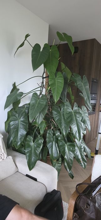 Kwiat filodendron na sprzedaż