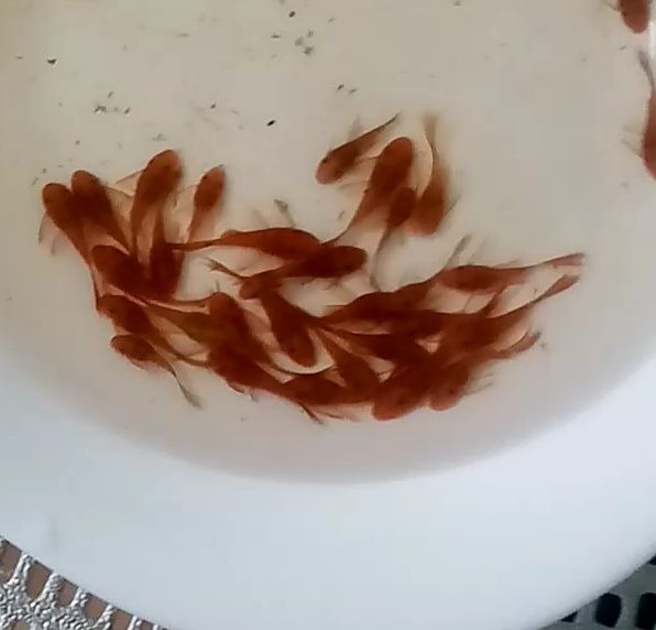 Promocja Super Red Long Fin zbrojnik czerwony ancistrus glonojad