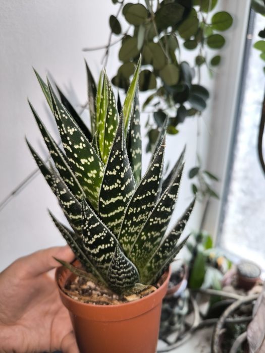 Алое тигрове тікі тахі