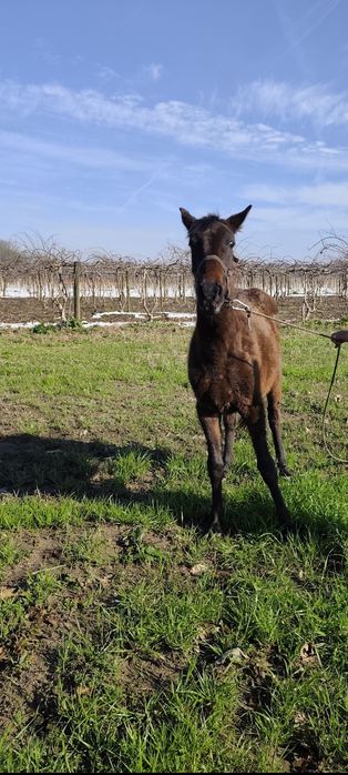 Potra cabalo de boa raça