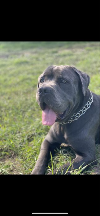 В‘зка кане-корсо