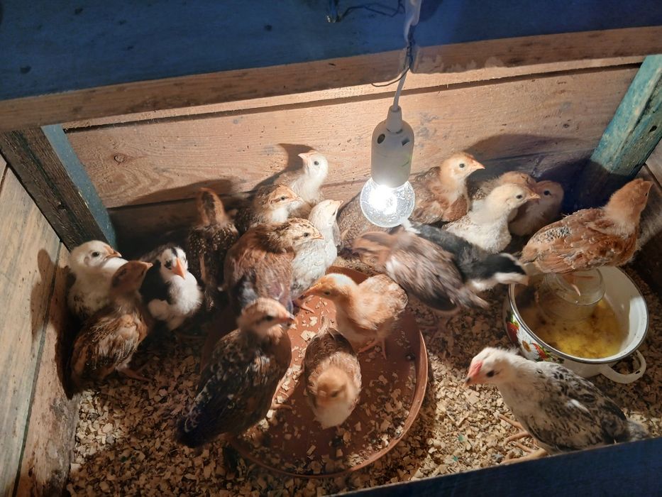 Jaja legowe  kur zagrodowych