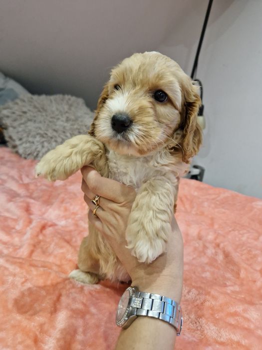 Cockapoo suczka cockapoo