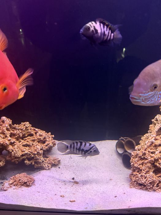 Подарую нерестову пару рибок акваріумних тригібридний папуга тигровий